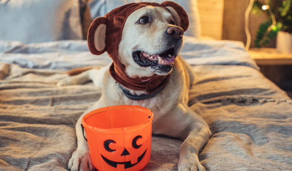 Tips and Resources for keeping pets safe this Halloween