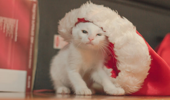Pet Dangers During the Holiday Season