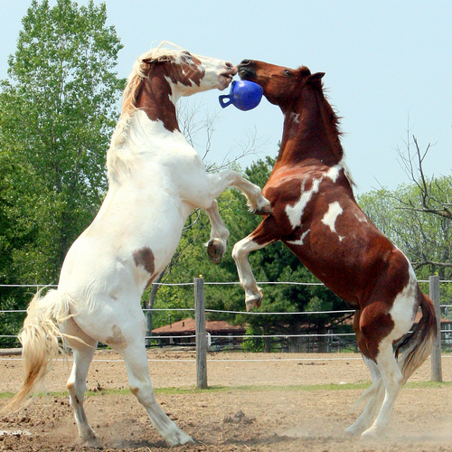 Horsemen's Pride Jolly Ball