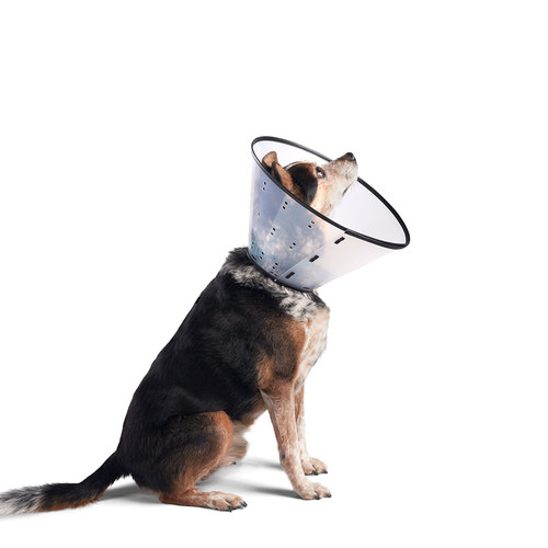 Dogswell® Remedy & Recovery® Rigid E-Collar