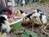 Scratch and Peck Feeds Naturally Free Organic Starter Feed For Chickens & Ducks